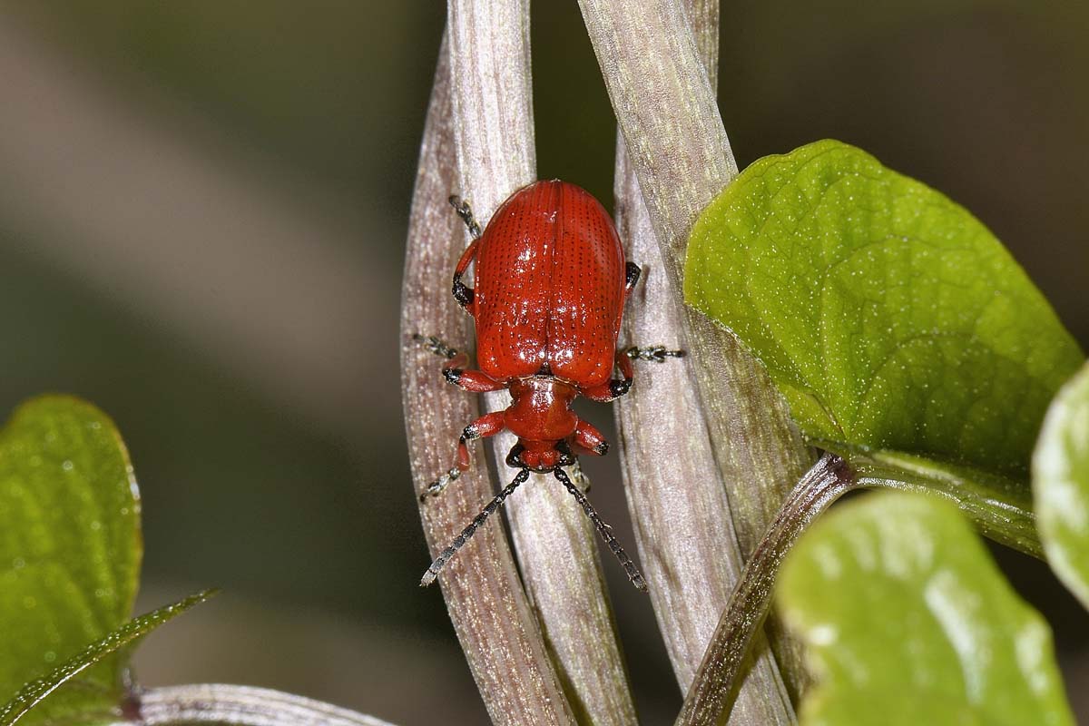 Lilioceris merdigera, Chrysomelidae
